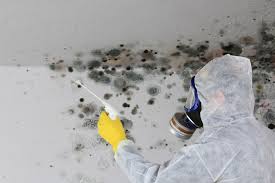 Best Mold Damage Restoration  in Lake Shore, UT